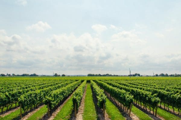 Wpływ diety na jakość mięsa zwierząt rzeźnych