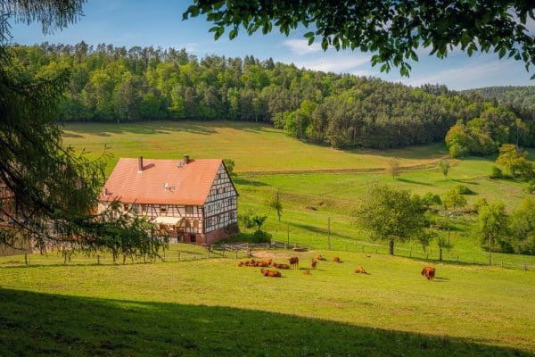 Karmy specjalistyczne dla zwierząt gospodarskich: kiedy są potrzebne?