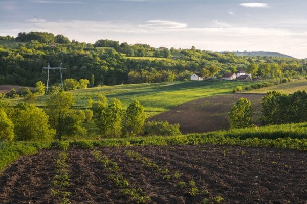 Wpływ pasz na zdrowie układu trawiennego zwierząt