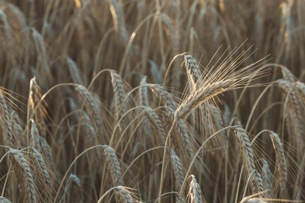 Porównanie plonów ekologicznych i konwencjonalnych