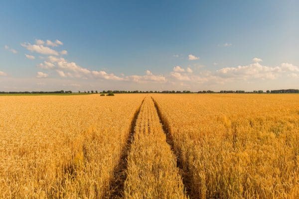 Zarządzanie zmiennością pola przy użyciu GIS