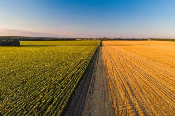 Wpływ międzyplonów na zdrowie i plonowanie roślin przemysłowych