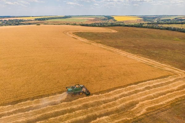 Uprawa konopi: korzyści i wyzwania