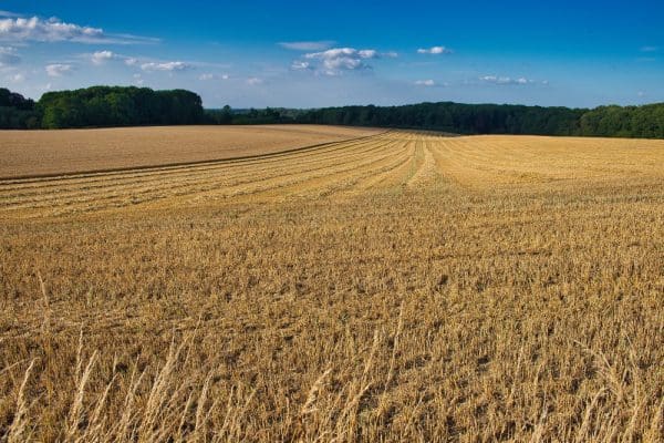 Monitorowanie chorób i szkodników w uprawach rzepaku