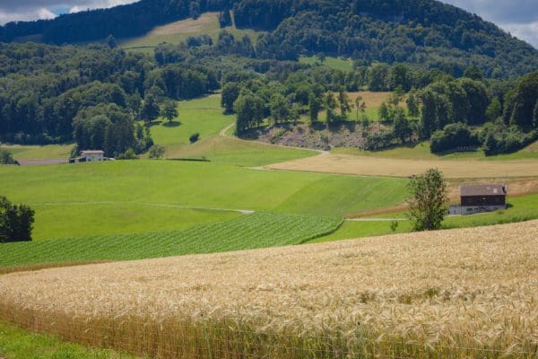 Najczęstsze błędy w sadownictwie i jak ich unikać