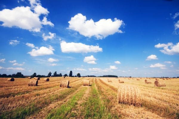 Biostymulatory w sadownictwie: korzyści i zastosowanie