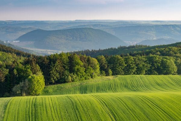 Znaczenie próchnicy w sadach owocowych